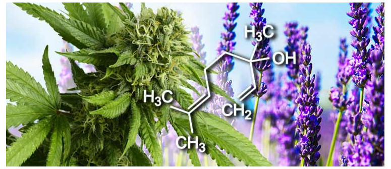 Perfil de terpeno: linalool