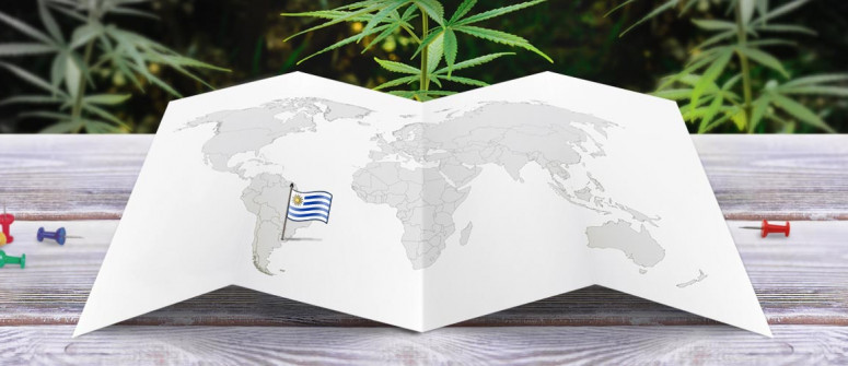 Legal status of marijuana in uruguay