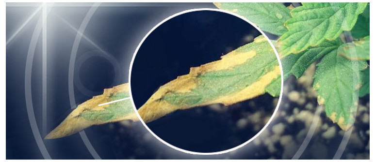 Nutrient burn in cannabis: how to prevent and treat Nutrient burn in cannabis: how to prevent and treat