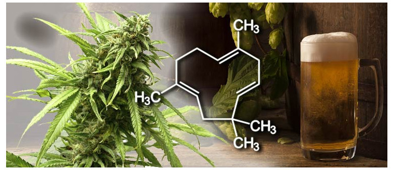 Terpene profile: humulene Terpene profile: humulene