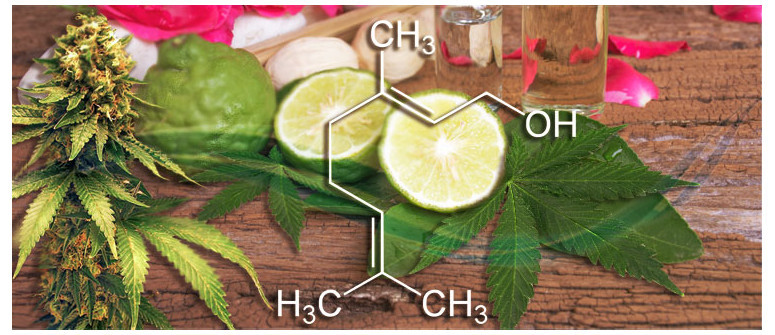 Perfil de terpenos: Geraniol