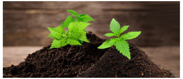 Las ventajas de tener ortigas en tu cultivo de cannabis