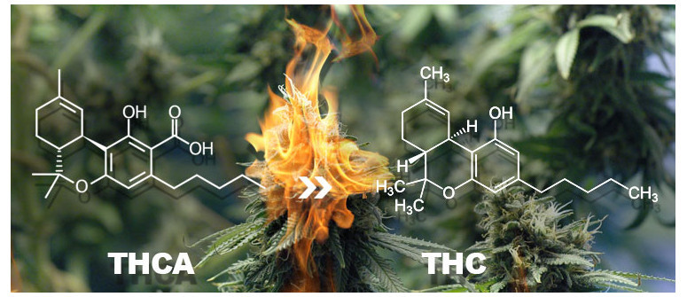 La différence entre le THC et le THCA