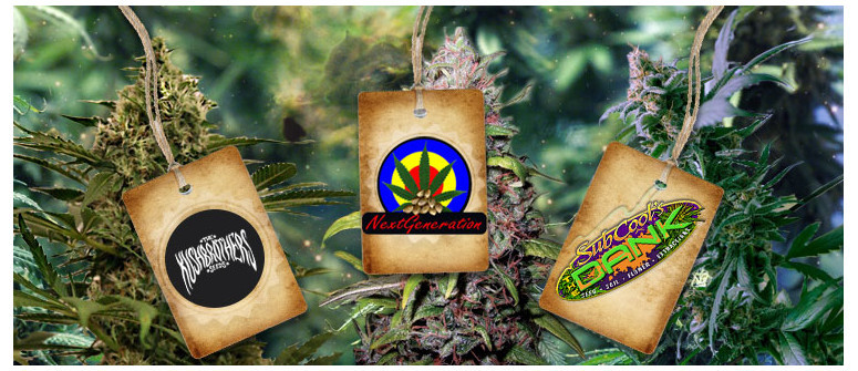 Nouveaux sélectionneurs en ligne : The Kush Brothers, NGSC et Subcool's The Dank Nouveaux sélectionneurs en ligne : The Kush Brothers, NGSC et Subcool's The Dank