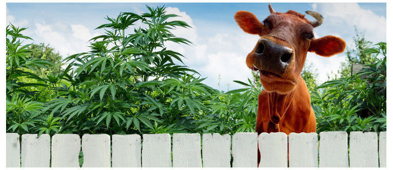The benefits of using manure as a fertilizer The benefits of using manure as a fertilizer