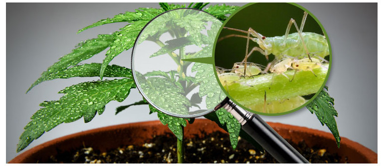 Aphids and marijuana plants: how to prevent, identify and treat