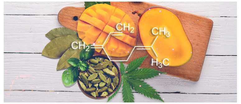 Terpene profile: myrcene Terpene profile: myrcene