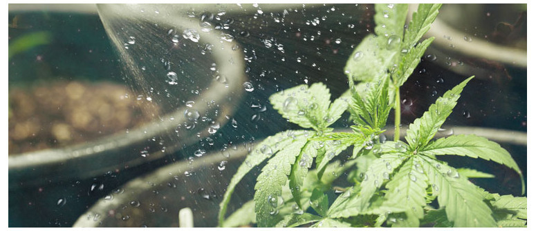 How (and when) to water cannabis How (and when) to water cannabis