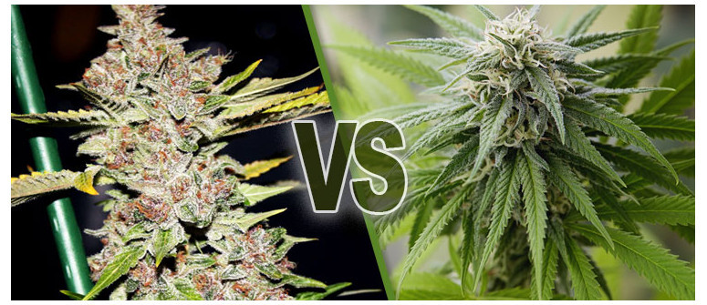 What is the importance of a high calyx-to-leaf ratio?