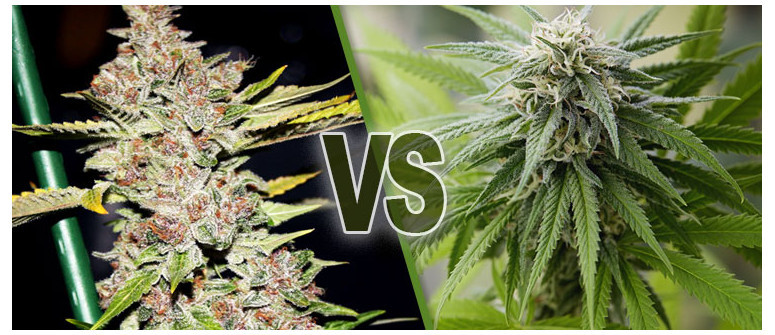 What is the importance of a high calyx-to-leaf ratio? What is the importance of a high calyx-to-leaf ratio?
