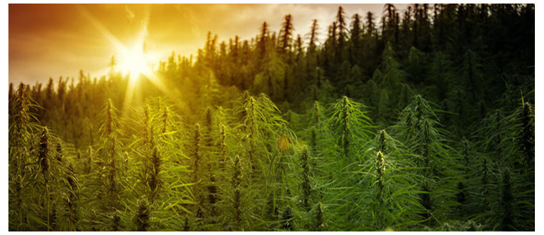 Pourquoi l’obscurité est-elle importante pour les plants de cannabis ? Pourquoi l’obscurité est-elle importante pour les plants de cannabis ?