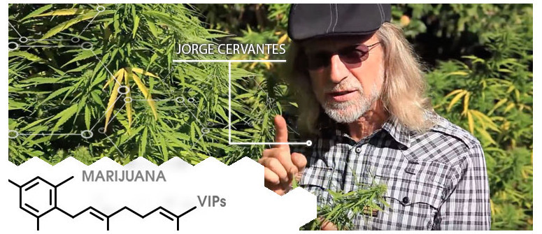 Stars du cannabis : Jorge Cervantes