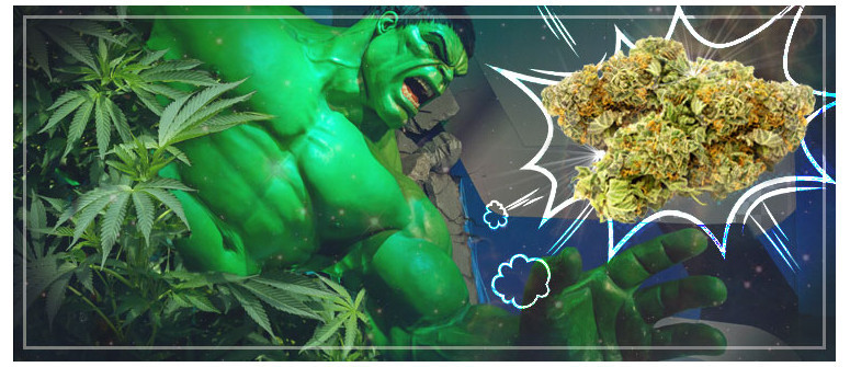 Reseña de cepa de cannabis: Bruce Banner 3