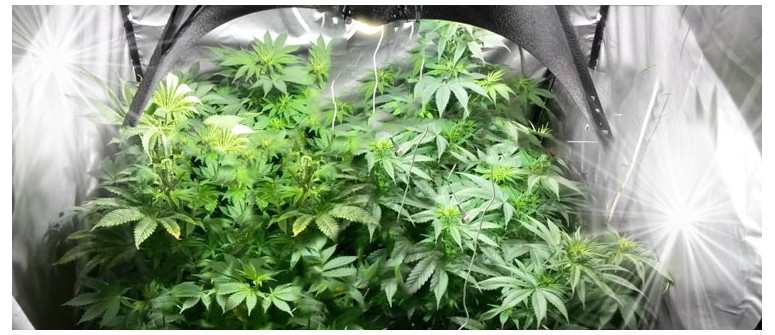 5 consejos para maximizar la luz del cuarto de cultivo	