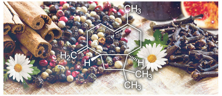 Terpene profile: β-caryophyllene