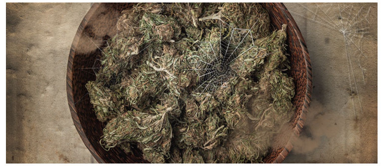 5 tips to save your dried-out old weed