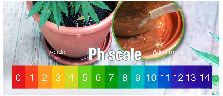 El mejor intervalo de pH para las plantas de cannabis