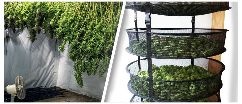 How to dry and cure your cannabis buds How to dry and cure your cannabis buds