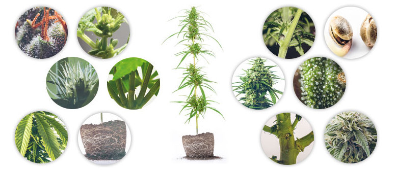 The anatomy of a cannabis plant