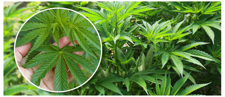The vegetative period of cannabis plants