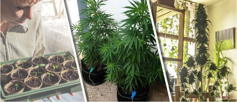 7 reasons why you should grow your own weed