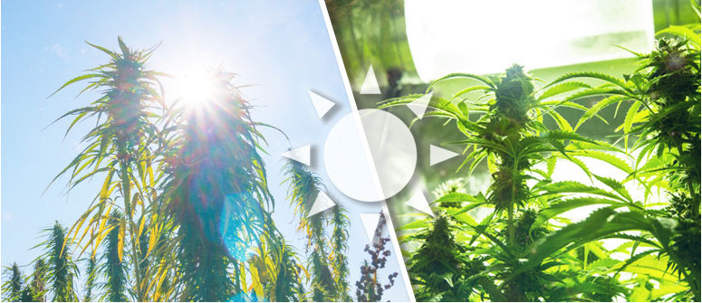 La importancia de la luz para el cultivo de cannabis