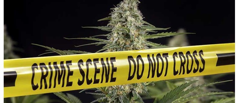 How to avoid getting caught growing marijuana