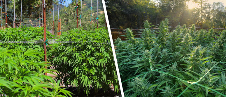 The basics of growing cannabis outdoors