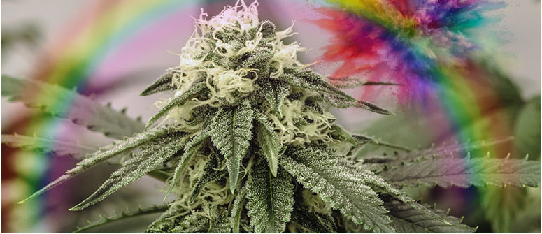 Zkittlez : évaluation de variété de cannabis Zkittlez : évaluation de variété de cannabis