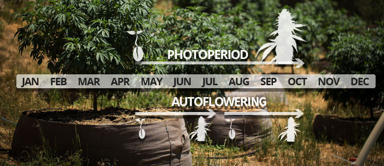 Différence entre les variétés à photopériode et autofloraison