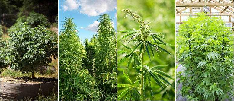 The difference between indica, sativa, ruderalis and hybrid cannabis plants