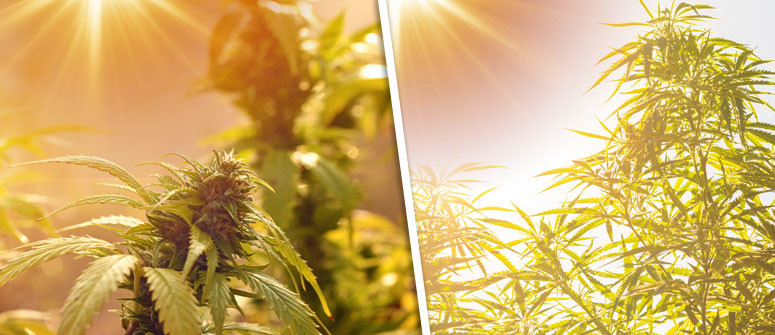 Understanding cannabis plants photoperiod