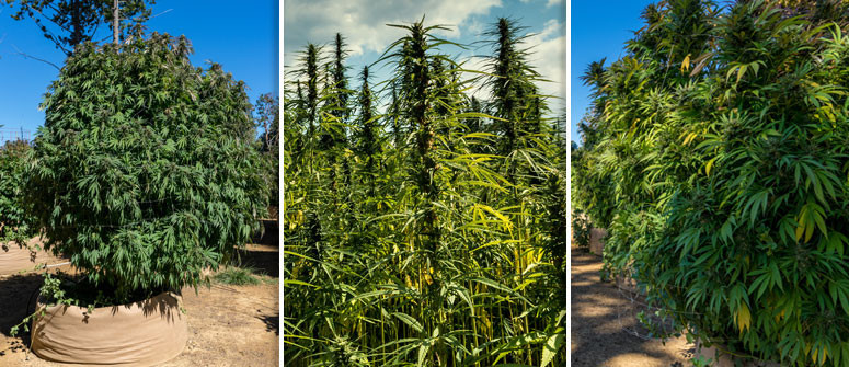 3 examples of how big cannabis plants can grow outdoors