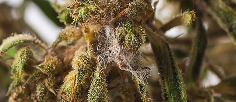 Cómo tratar y prevenir la pudrición del cogollo en plantas de cannabis