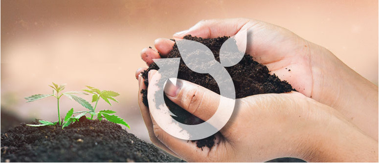 Can you reuse soil when growing cannabis plants?