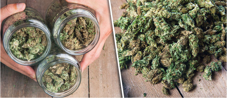 ¿Se pueden lograr las enormes cosechas que anuncian las semillas de cannabis?