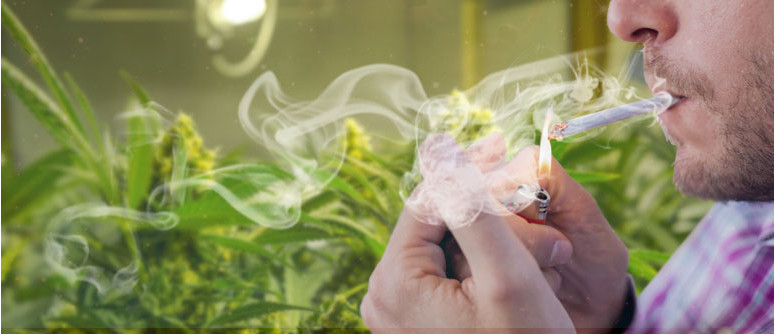 ¿Les molesta el humo a las plantas de cannabis?