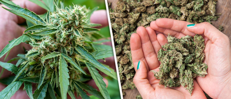 How many grams of weed can you get from an individual plant?