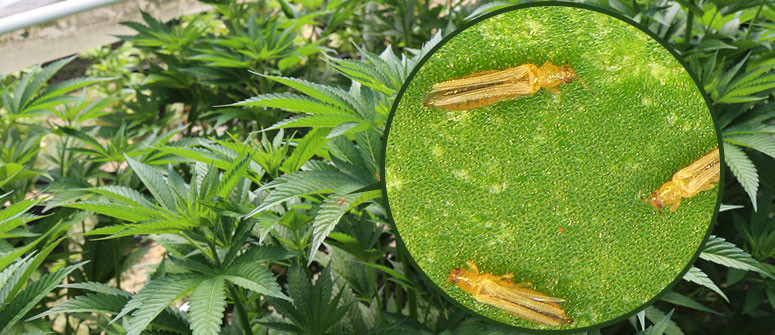 How to identify and deal with thrips on marijuana plants