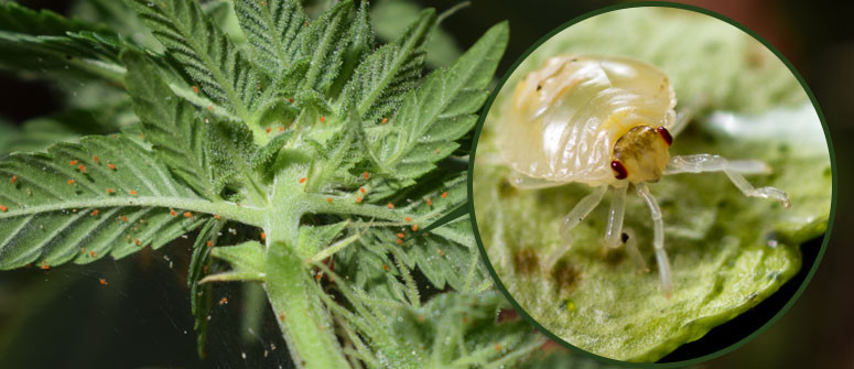 Comment se débarasser des Tétranyques sur les plants de cannabis