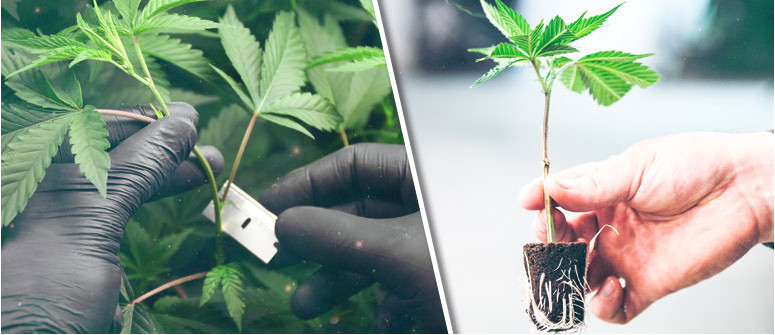 Cómo sacar esquejes de las plantas de cannabis