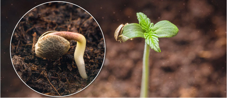 Cómo germinar semillas de marihuana - La Huerta Blog