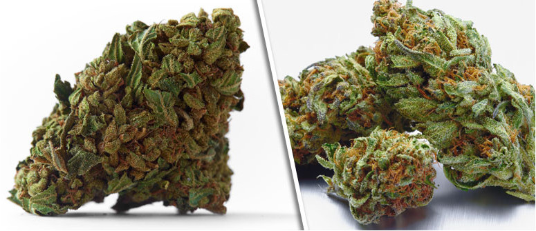 8 tips on how to grow the fattest buds