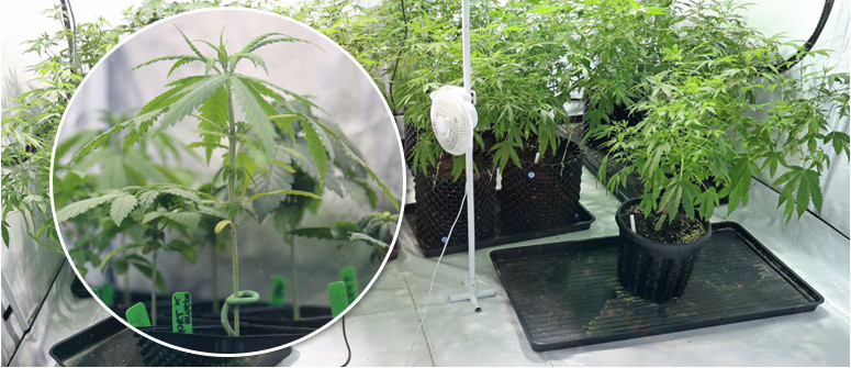 How To Keep Cannabis Mother Plants- Alchimia Grow Shop