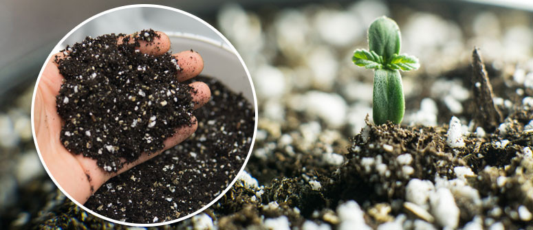 How to make your own fertilizer for cannabis plants