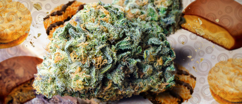 Girl Scout Cookies : évaluation de variété de cannabis Girl Scout Cookies : évaluation de variété de cannabis