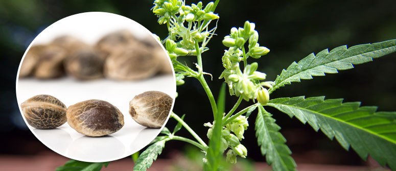 Comment produire ses propres graines de cannabis