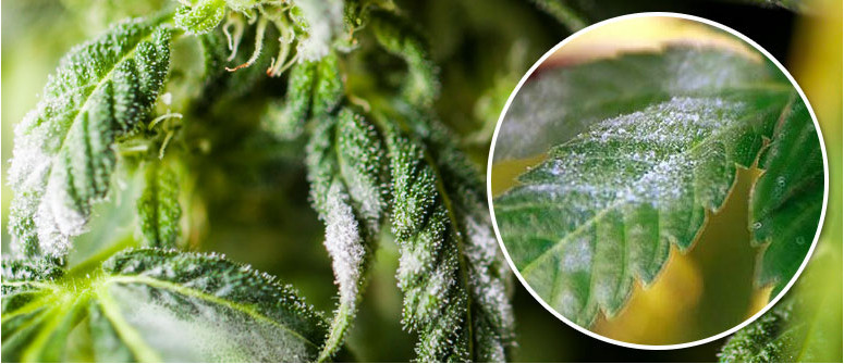 Powdery mildew: what is it, how to treat, and how to prevent it