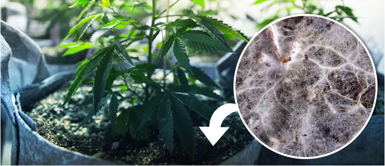 Why should you use mycorrhizal fungi for growing cannabis? 