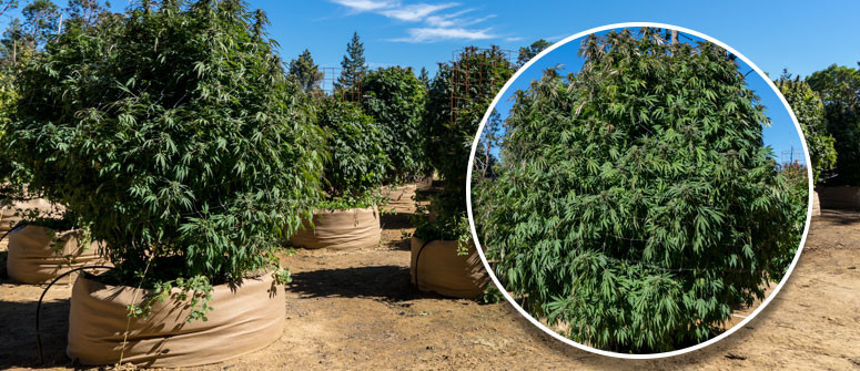 What is cannabis indica? What is cannabis indica?